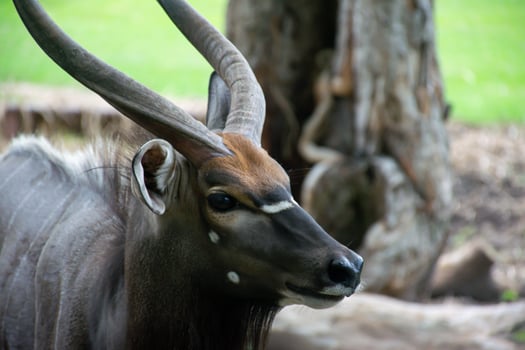 Portrait of a Majestic Nyala in Natural Habitat photo