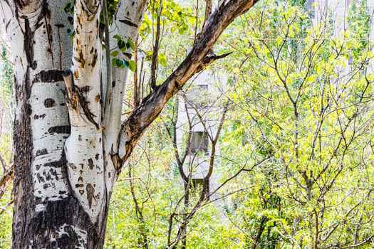 trunks of old aspen tree and young green growth photo
