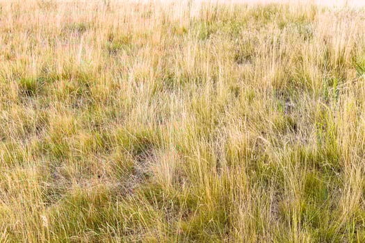 sunburnt grass on meadow on top of hill, Armenia photo