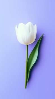 Tulip white beauty blooming single flower with story portrait background photo