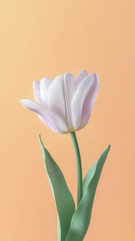 Tulip white beauty blooming single flower with story portrait background photo