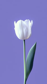 Tulip white beauty blooming single flower with story portrait background photo
