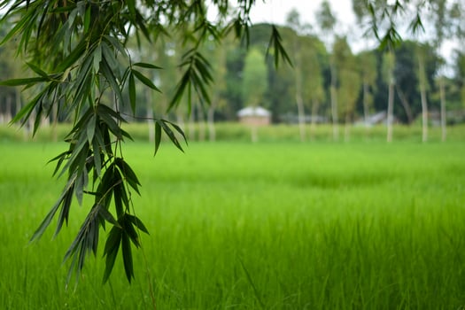 Bamboo leaf laying down green paddy field in background photo