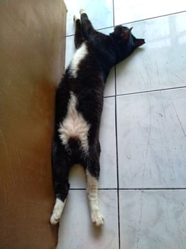 A black and white cat is lying on the floor. The cat was lying on its back with its paws straight next to its head photo