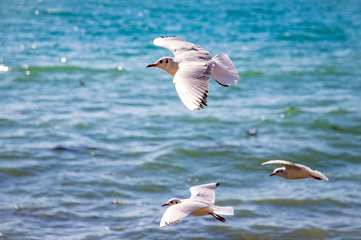 Flying seagulls over the sea photo