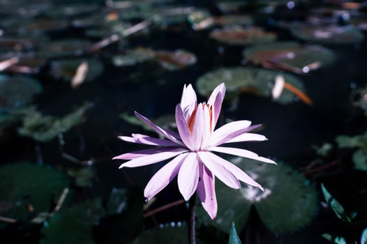 The blooming lotus flower at the lake photo