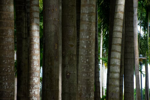 Serene Palm Tree Forest in Natural Light photo