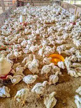 Live Broiler Chickens Ready for Slaughter in a Coop photo