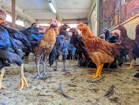 Live Broiler Chickens Ready for Slaughter in a Coop photo