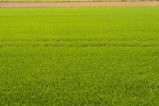 Green rice field as background photo