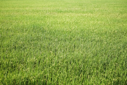 Landscape newly planted paddy rice fields in natural sunlight at the countryside of Thailand photo