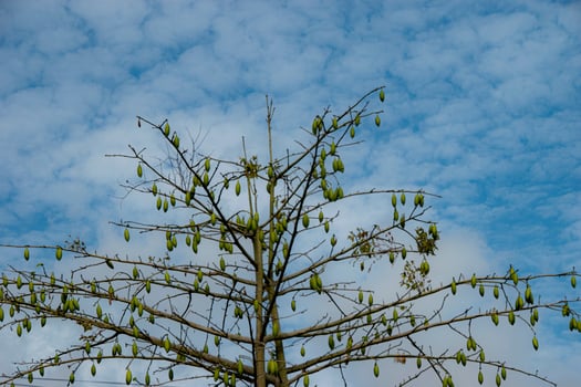 Ceiba pentandra tree which deciduous in the dry season, cultivated for its cottonlike seed fiber and is also known as the Java cotton, Java kapok, silk-cotton or samauma. photo