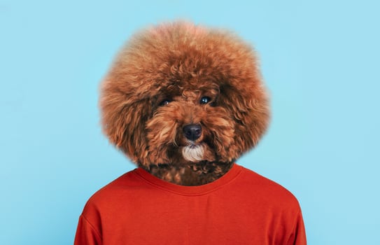 A fluffy dog with a distinctive round head and curly fur stands upright, wearing an orange shirt. The vibrant blue backdrop enhances the playful mood of the moment photo