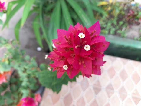 A bunch of Red Bougainvillea in the garden photo