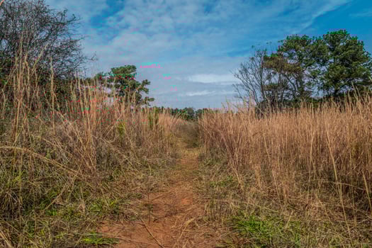 Trail through the tall grasses photo