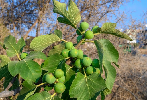fig tree with two green figs in garden photo