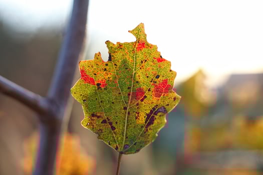 multi-colored autumn leaf on a branch against a background of yellow grass and sky. Macro shot of an orange leaf of a young birch tree in September . High quality photo