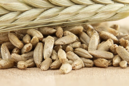 Closeup of rye grains and stalk for natural food and agriculture background photo