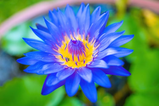 Lotus flower. Water Lily. Close up view of the lotus flower with blue stamens and insects inside in the natural pond. Zen and peaceful photo
