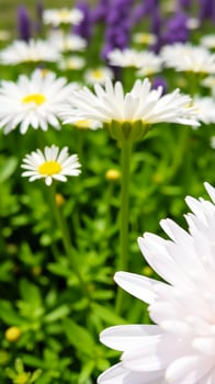 White Daisies in a Field of Green photo