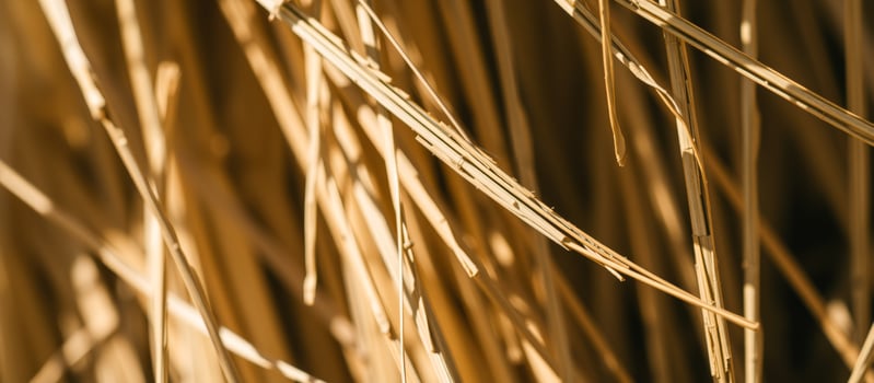 Close-up of Straw Texture photo