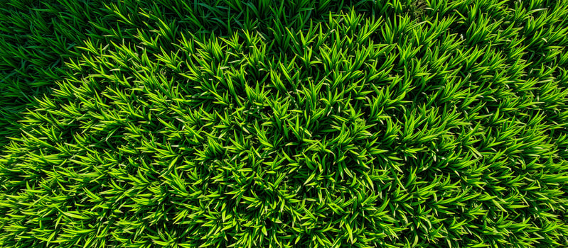 Lush Green Grass Blades photo