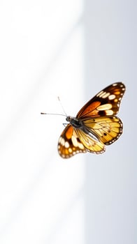 Butterfly with wings spread out against white background photo