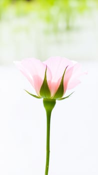 Closeup of a Pink Flower Bud with Green Sepals photo