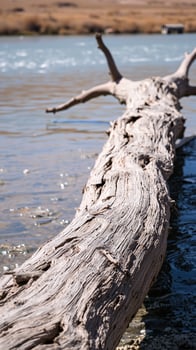 Driftwood on a River Bank photo