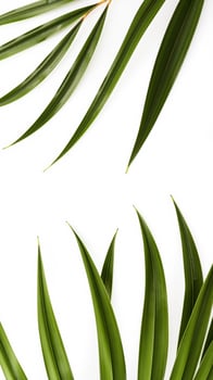 Lush Green Leaves on White Background photo