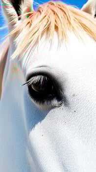 Close Up of a Horse's Eye photo