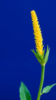 Yellow Flower on Blue Background photo