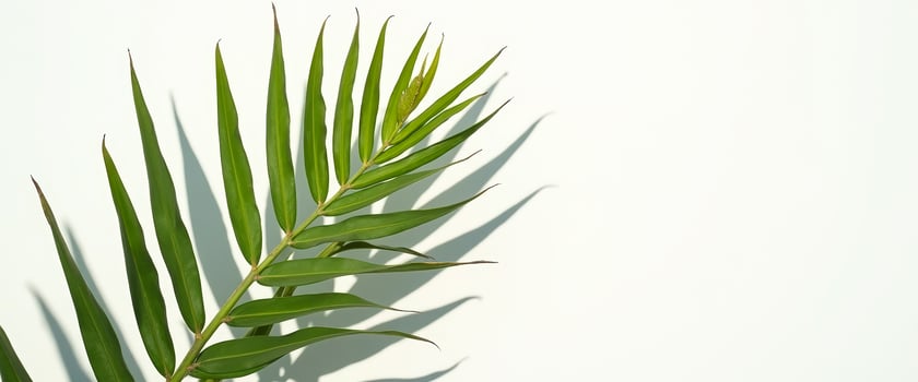 Green Palm Leaf Against White Background photo