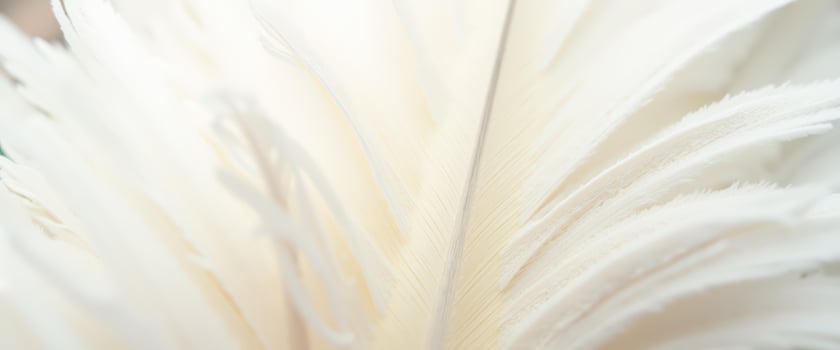 Abstract White Feather Texture photo