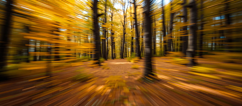 Golden Autumn Forest Path photo
