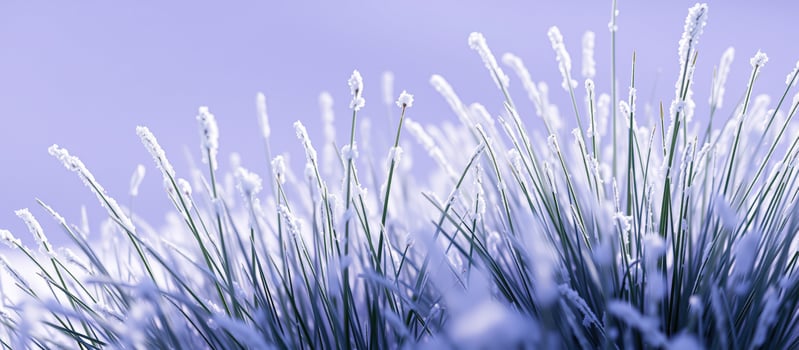 Frozen Grass Blades photo