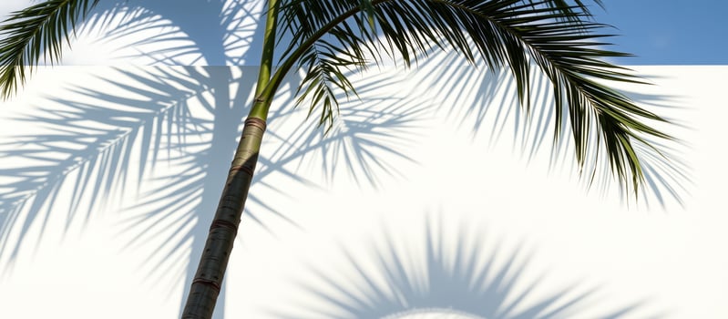 Palm Tree Shadow On White Wall photo