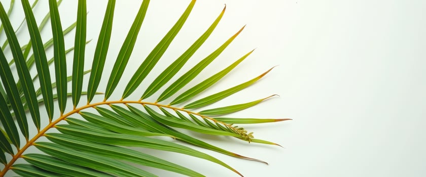 Palm Leaf on White Background photo