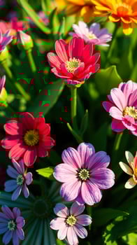 Closeup of colorful flowers in a garden photo
