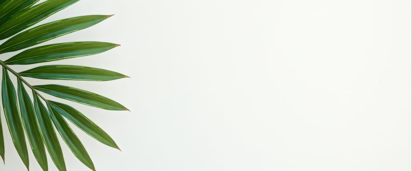 Tropical Palm Leaf on White Background photo