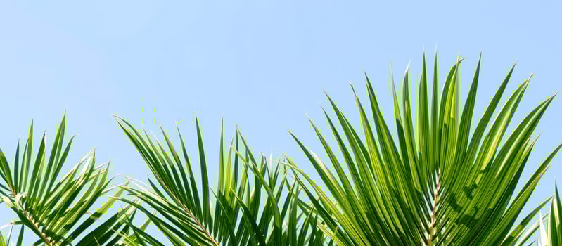 Palm Leaves Against Blue Sky photo