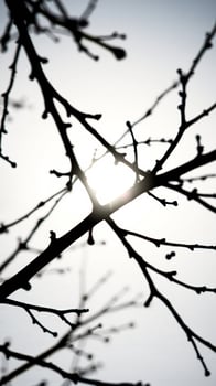 Silhouette of Tree Branches Against a White Sky photo
