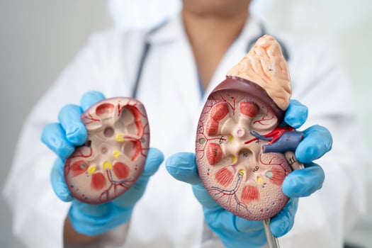 Chronic kidney disease, doctor with model for treatment urinary system, urology, Estimated glomerular filtration rate eGFR. photo