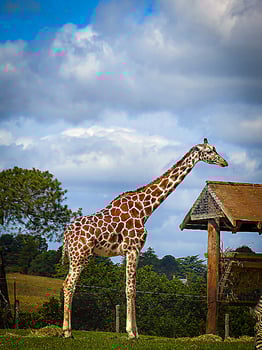 The Angolan giraffe or Giraffa angolensis or Giraffa camelopardalis angolensis or Giraffa giraffa angolensis, also known as the Namibian giraffe or smokey giraffe good for animal catalogue content photo