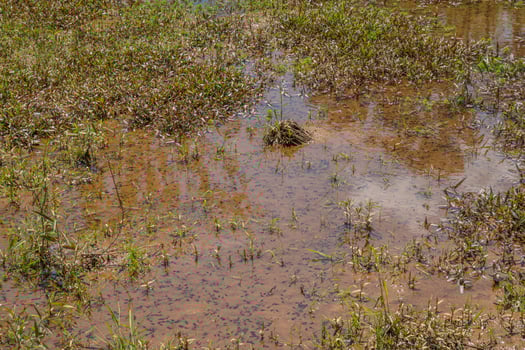 Wetlands full of tadpoles photo