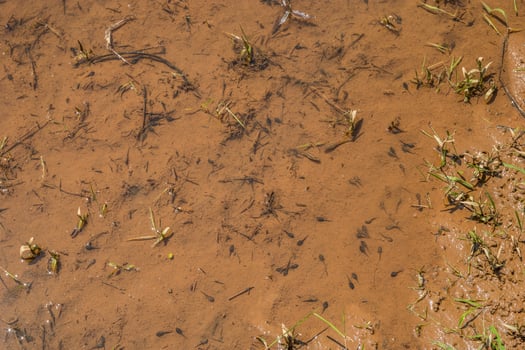 Tadpoles and small fish in the wetlands photo