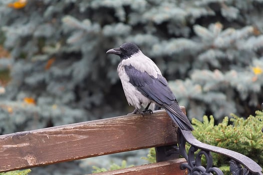 Raven sitting on a bench in a city park photo