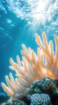 White coral reef bathed in sunlight on ocean floor photo