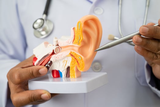 Asian doctor holding human ear model to learn and treat hearing loss in patient. photo