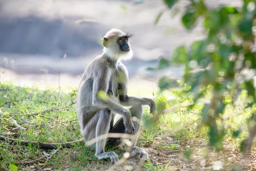 black faced grey langur monkey in Yala National Park, Sri Lanka photo